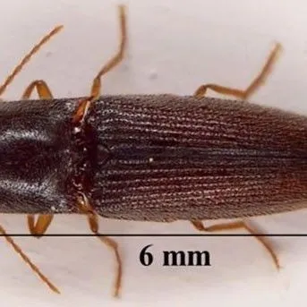 thumbnail for publication: A Wireworm Glyphonix bimarginatus (Schaeffer) (Insecta: Coleoptera: Elateridae)